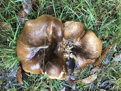 Phylloporus clelandii