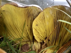 Phylloporus clelandii