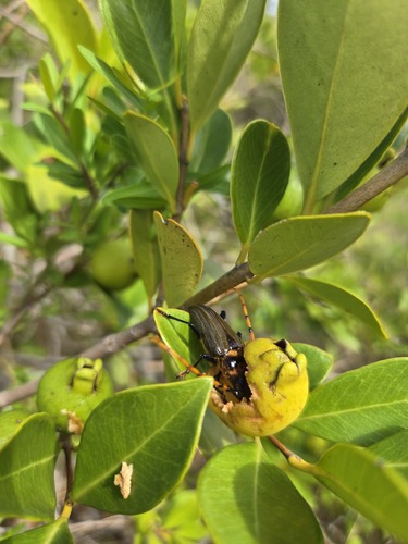 Retrachydes thoracicus