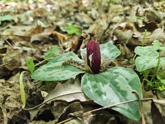 (c) Daniel McClosky, some rights reserved (CC BY) Trillium decumbens, photograph (c) Daniel McClosky, some rights reserved (CC BY)