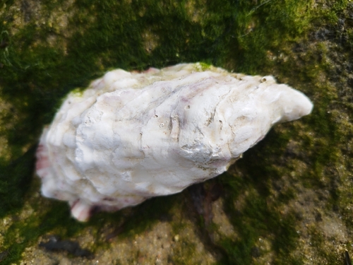 Magallana gigas