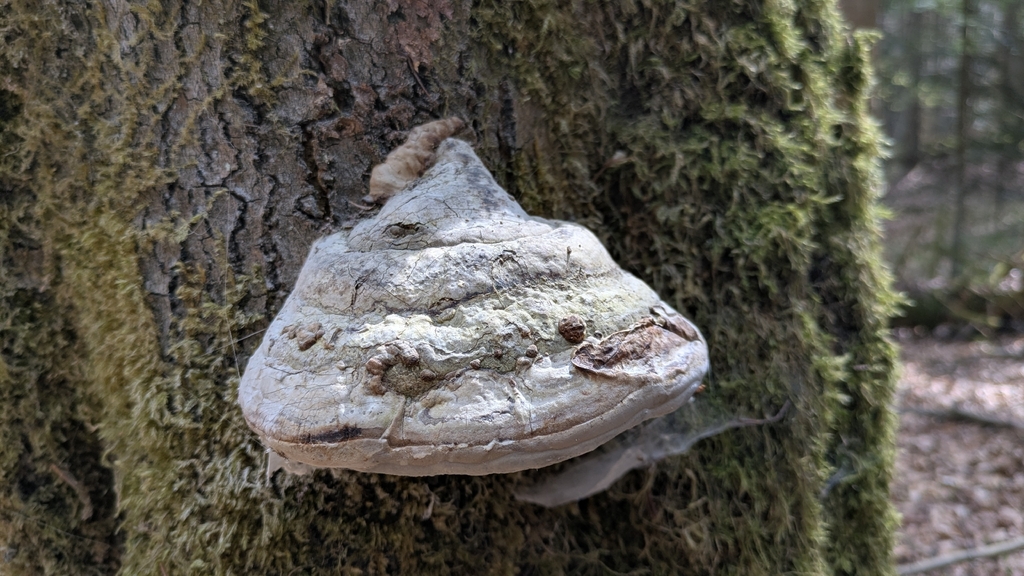 Fomes fomentarius · April 2026 · photo: © aga_l_ (iNaturalist, cc-by)