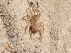 Allocosa