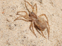 Allocosa