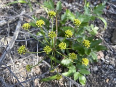 Tauschia arguta