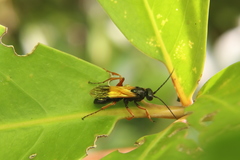 Priocnemis conformis