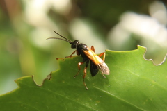 Priocnemis conformis
