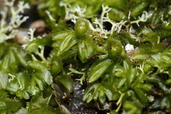 Hymenophyllum minimum