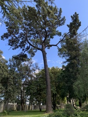 Pinus radiata