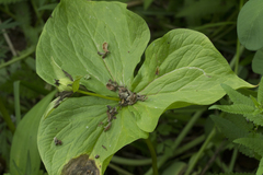 Trillium camschatcense