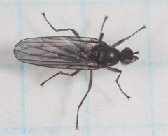 Oedoparena