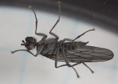 Oedoparena