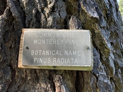 Pinus radiata