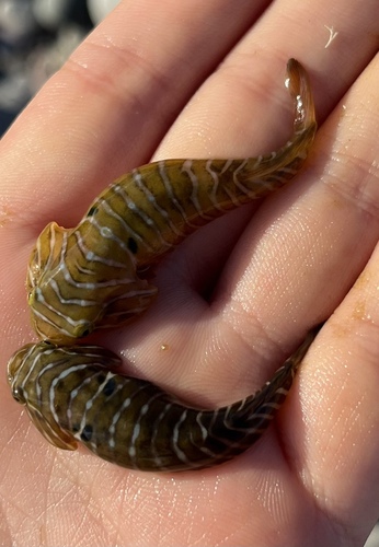Sonora clingfish (Tomicodon humeralis) — Gobiesocidae