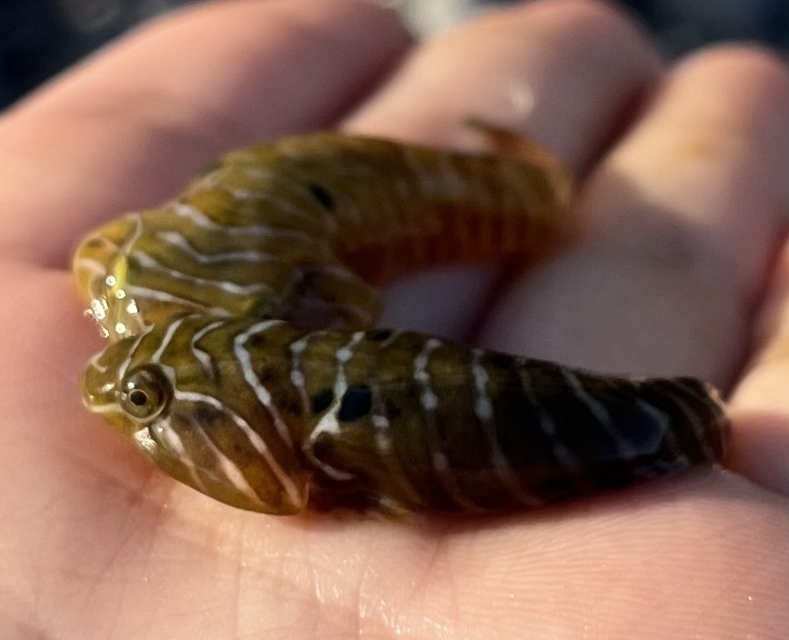 Sonora Clingfish