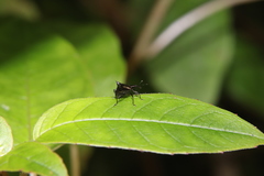 Scolopterus penicillatus