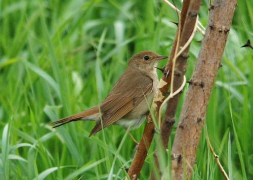 Thrush Nightingale (Luscinia luscinia)