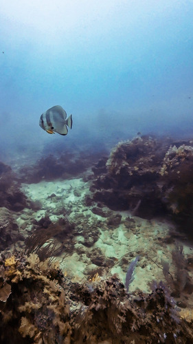 Platax teira
