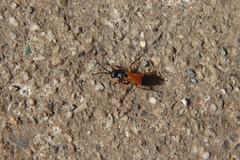 Priocnemis conformis