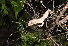 Toropuku inexpectatus