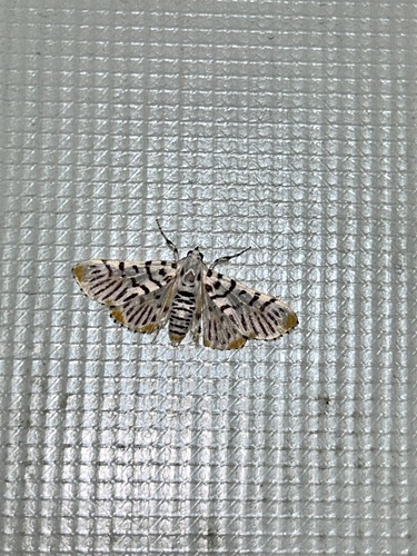 Polygrammodes maccalis