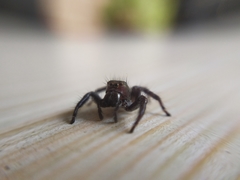 Carrhotus