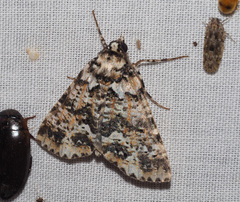 Lophosigna catasticta