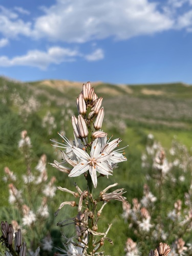 Branched Asphodel