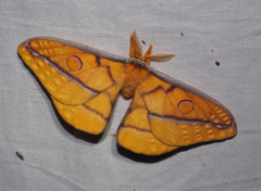 Opodiphthera fervida