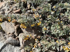 Acmispon argophyllus