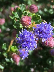 Ceanothus dentatus