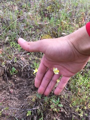 Hesperomecon linearis