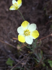 Hesperomecon linearis