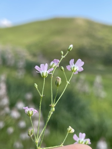 Painted Sandwort