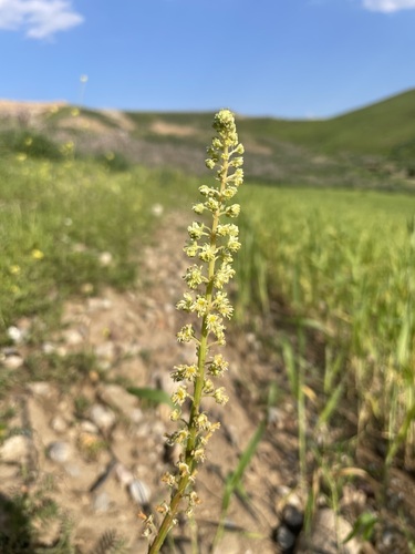 Wild Mignonette