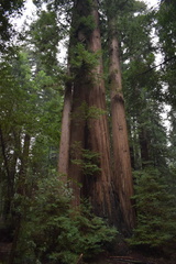 Sequoioideae