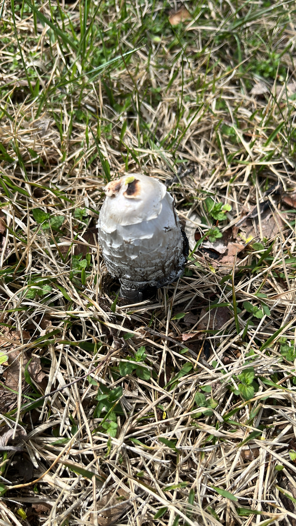 Coprinus comatus · April 2026 · photo: © mcarnill (iNaturalist, cc-by)