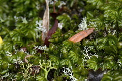 Hymenophyllum minimum