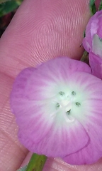 Sidalcea sparsifolia