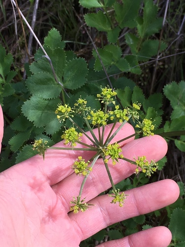 Hartweg's Umbrellawort