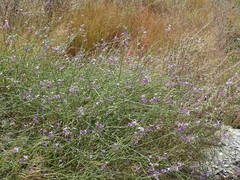 Physorhynchus chamaerapistrum