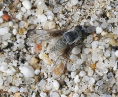 Aphoebantus fumosus