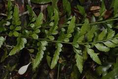 Asplenium lyallii