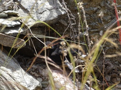 Oenanthe albonigra