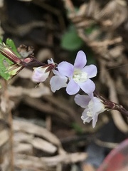 Staurogyne concinnula