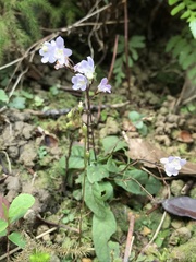 Staurogyne concinnula