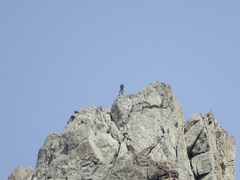 Pseudotrapelus jensvindumi