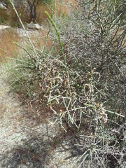 Haloxylon salicornicum