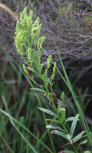 Hebenstretia oatesii image