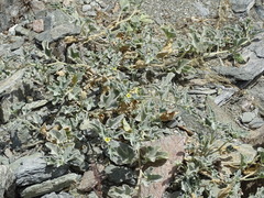 Cucumis prophetarum